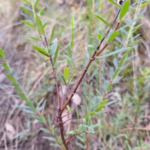 Pimelea treyvaudii at Birrigai - 4 Jul 2024