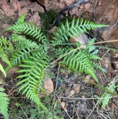 Dicksonia antarctica at Aranda Bushland - 4 Jul 2024 by lbradley