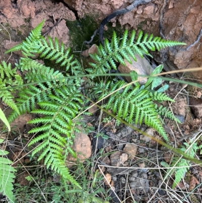 Dicksonia antarctica (Soft Treefern) at Aranda Bushland - 4 Jul 2024 by lbradley