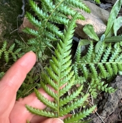 Dicksonia antarctica at Aranda Bushland - 4 Jul 2024