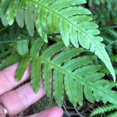 Blechnum cartilagineum (Gristle Fern) at Aranda Bushland - 4 Jul 2024 by lbradley