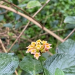 Lantana camara (Lantana) at Central Tilba, NSW - 4 Jul 2024 by Clarel