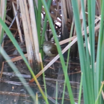 Acrocephalus australis (Australian Reed-Warbler) at Walgett, NSW - 3 Jul 2024 by MB