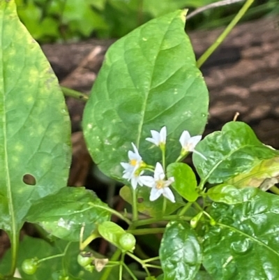 Solanum americanum (Glossy Nightshade) at Narooma, NSW - 4 Jul 2024 by Clarel