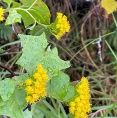 Delairea odorata (Cape Ivy) at Central Tilba, NSW - 4 Jul 2024 by Clarel