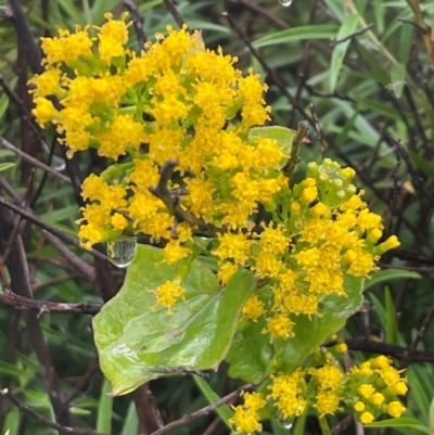 Delairea odorata (Cape Ivy) at Narooma, NSW - 4 Jul 2024 by Clarel