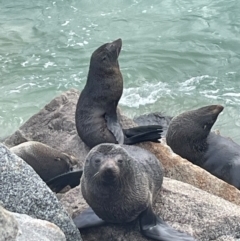 Arctocephalus pusillus doriferus (Australian Fur-seal) at Narooma, NSW - 4 Jul 2024 by Clarel