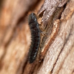 Ecnolagria sp. (genus) at Russell, ACT - 4 Jul 2024