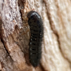 Ecnolagria sp. (genus) at Russell, ACT - 4 Jul 2024 03:06 PM