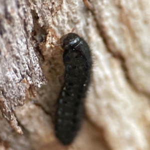 Ecnolagria sp. (genus) at Russell, ACT - 4 Jul 2024 03:06 PM