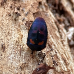 Scutiphora pedicellata (Metallic Jewel Bug) at Russell, ACT - 4 Jul 2024 by Hejor1