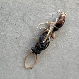 Formicidae (family) at Russell, ACT - 4 Jul 2024 03:27 PM