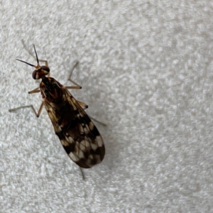 Sylvicola dubius at Russell, ACT - 4 Jul 2024 03:24 PM