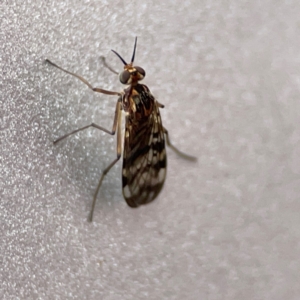 Sylvicola dubius at Russell, ACT - 4 Jul 2024 03:24 PM