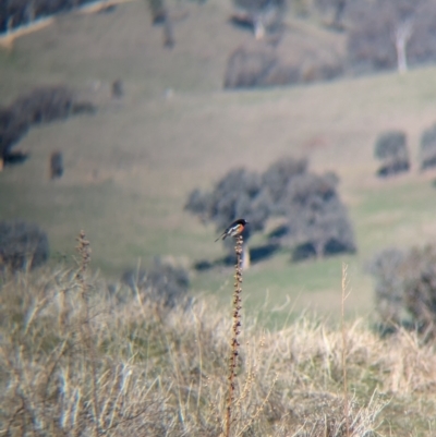 Petroica boodang (Scarlet Robin) at Eastern Hill Reserve - 3 Jul 2024 by Darcy