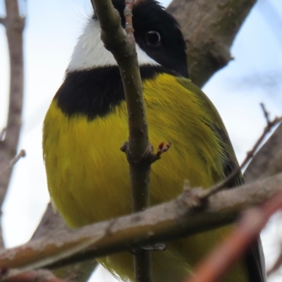 Pachycephala pectoralis (Golden Whistler) at Narrabundah, ACT - 29 Jun 2024 by RobParnell