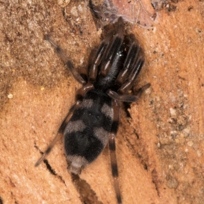 Lampona sp. (genus) (White-tailed spider) at Melba, ACT - 3 Jul 2024 by kasiaaus