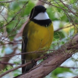 Pachycephala pectoralis at Narrabundah, ACT - 4 Jul 2024