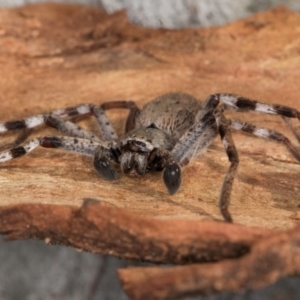 Isopedella pessleri at Melba, ACT - 3 Jul 2024