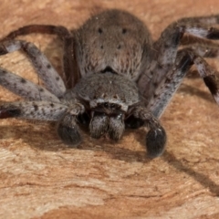 Isopedella pessleri at Melba, ACT - 3 Jul 2024