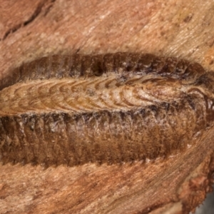 Pseudomantis (genus) at Melba, ACT - 3 Jul 2024 03:29 PM