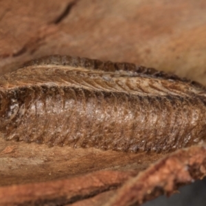 Pseudomantis (genus) at Melba, ACT - 3 Jul 2024 03:29 PM