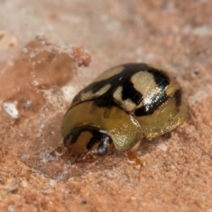 Peltoschema hamadryas at Melba, ACT - 3 Jul 2024 03:39 PM