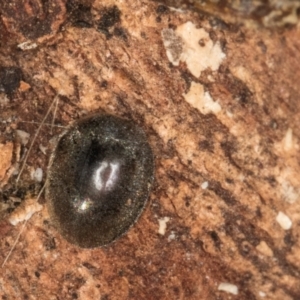 Coccinellidae (family) at Melba, ACT - 3 Jul 2024 03:52 PM