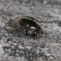 Coccinellidae (family) at Melba, ACT - 3 Jul 2024 03:52 PM