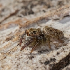 Unidentified Jumping or peacock spider (Salticidae) at Melba, ACT - 3 Jul 2024 by kasiaaus