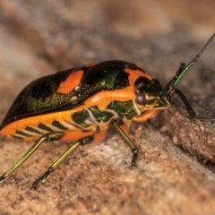 Scutiphora pedicellata (Metallic Jewel Bug) at Melba, ACT - 3 Jul 2024 by kasiaaus