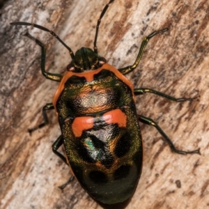 Scutiphora pedicellata at Melba, ACT - 3 Jul 2024