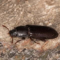 Bassianus colydioides at Melba, ACT - 3 Jul 2024