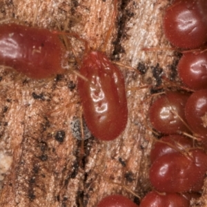 Erythraeidae (family) at Melba, ACT - 3 Jul 2024 04:40 PM