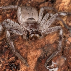 Isopeda canberrana (Canberra Huntsman Spider) at Melba, ACT - 3 Jul 2024 by kasiaaus