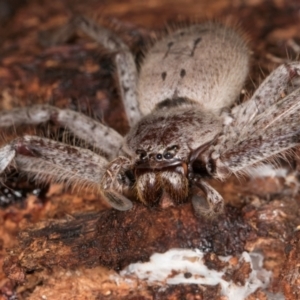 Isopeda canberrana at Melba, ACT - 3 Jul 2024 04:50 PM