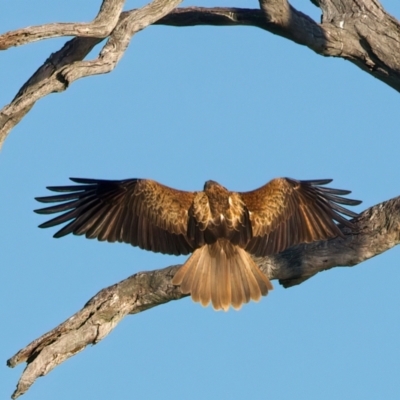 Haliastur sphenurus (Whistling Kite) at Winton North, VIC - 23 Jun 2024 by jb2602