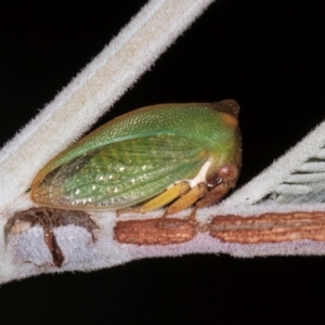 Sextius virescens at Melba, ACT - 3 Jul 2024 04:57 PM