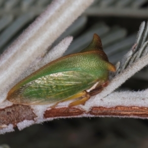 Sextius virescens at Melba, ACT - 3 Jul 2024 04:57 PM