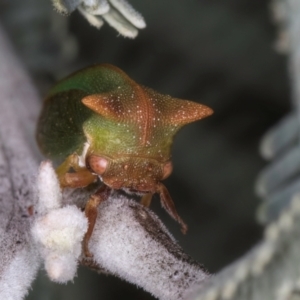 Sextius virescens at Melba, ACT - 3 Jul 2024 04:57 PM