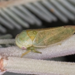 Batracomorphus sp. (genus) at Melba, ACT - 3 Jul 2024 04:58 PM