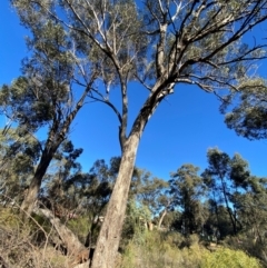 Eucalyptus microcarpa (Grey Box, Narrow-leaved Box) at Springdale, NSW - 23 Jun 2024 by Tapirlord