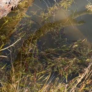 Vallisneria australis at Tidbinbilla Nature Reserve - 22 Jun 2024 12:26 PM