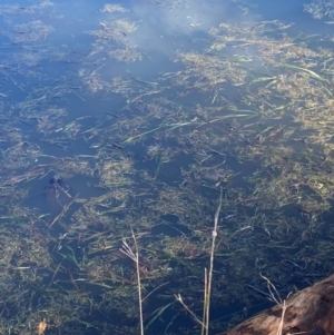 Vallisneria australis at Tidbinbilla Nature Reserve - 22 Jun 2024