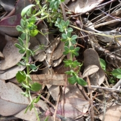 Asperula sp. at Bicentennial Park - 4 Jul 2024 by Paul4K