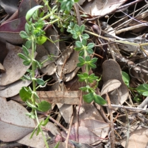 Galium aparine at QPRC LGA - 5 Jul 2024