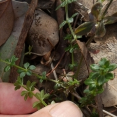 Galium aparine at QPRC LGA - 5 Jul 2024