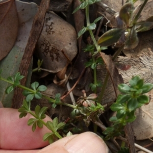 Galium aparine at QPRC LGA - 5 Jul 2024