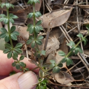 Galium aparine at QPRC LGA - 5 Jul 2024