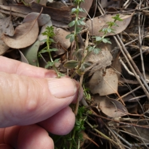 Galium aparine at QPRC LGA - 5 Jul 2024